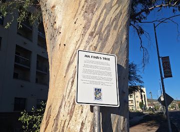 arizona/tucson/downtown-tucson/landmark/tucson-s-largest-tree