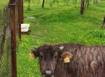 georgia/samegrelo-zemo-svaneti/landmark/daraselia61