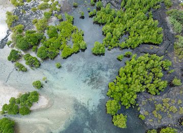 comoros/dimani/landmark/mangrove-de-domoimboini