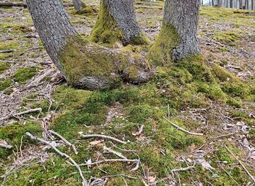 hungary/matra-mountains/landmark/matra-gyujtoturak