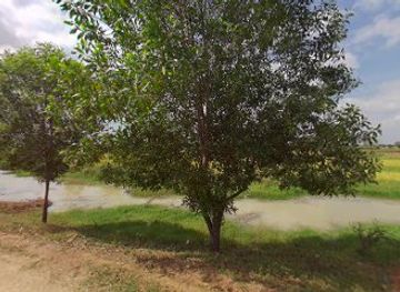 cambodia/kampong-thom/landmark/kampong-ko