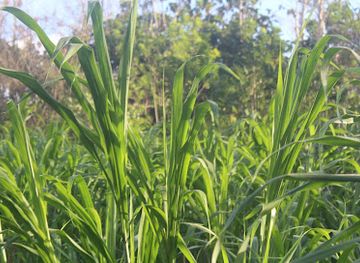 timor-leste/lautem/landmark/hihoru-ili-pere