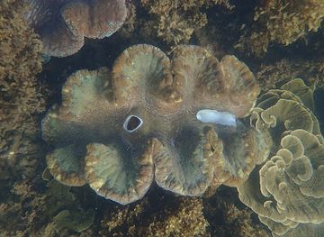australia/magnetic-island/landmark/nelly-bay-snorkel-trail