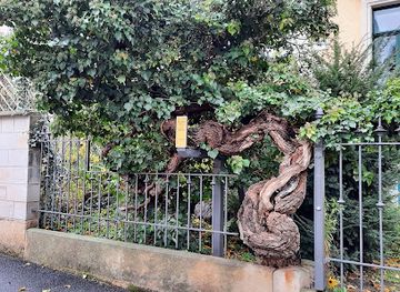 germany/saxony/landmark/dickster-efeu-von-sachsen