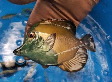 maldives/gaafu-dhaalu-atoll/landmark/aqua-paradise-pvt-ltd