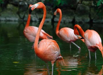the-bahamas/inagua-islands/landmark/inagua-national-park