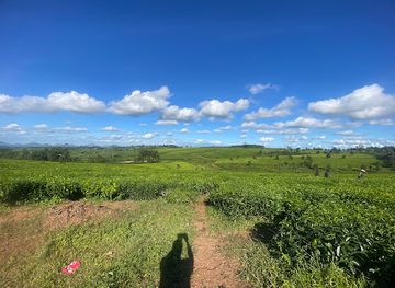 malawi/majete-wildlife-reserve/landmark/thyolo-tea-estate