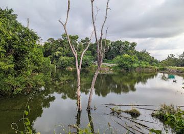 brunei/sungai-liang/landmark/bukit-shahbandar-forest-recreation-park