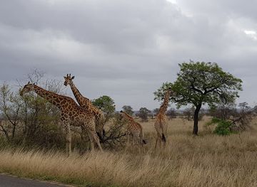 south-africa/bushveld/landmark/kruger-national-park