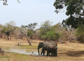 sri-lanka/yala-national-park/landmark/yala-national-park-sri-lanka
