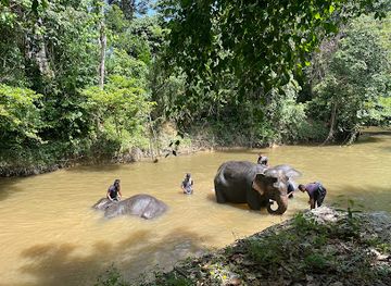 malaysia/taman-negara-national-park/landmark/national-elephant-sanctuary-in-lanchang-pahang