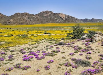 south-africa/northern-cape/landmark/goegap-nature-reserve-springbok