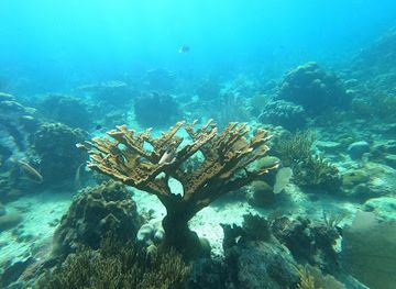 dominican-republic/bayahibe/landmark/snorkeling-place