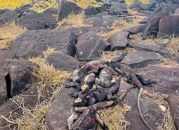ecuador/puerto-baquerizo-moreno/landmark/touring-galapagos