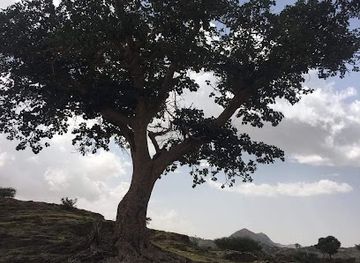 eritrea/debub/landmark/kolet-eritrea