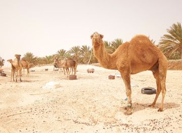 tunisia/tunisian-sahara/landmark/deserto-del-sahara