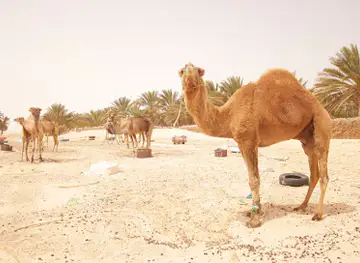 Deserto del Sahara