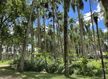suriname/interior-rainforest/landmark/palmtree-garden