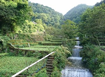japan/izu/landmark/wasabi-fields-of-ikadaba