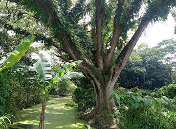 bangladesh/central-bengal/landmark/big-tree