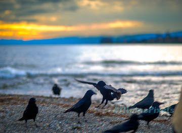 switzerland/lausanne/vidy/landmark/plage-de-gaia