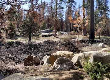 california/sequoia-national-park/landmark/the-peaks-restaurant