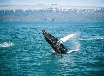 iceland/húsavík/landmark/husavik-adventures