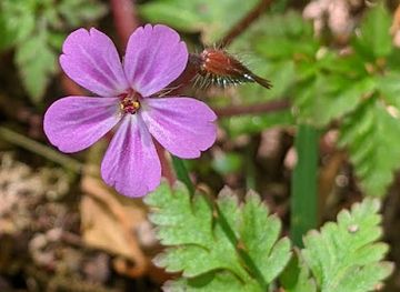 isle-of-man/onchan/landmark/centenary-park