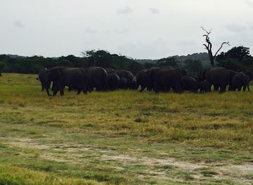 sri-lanka/minneriya-national-park/landmark/sarath-safari-sigiriya