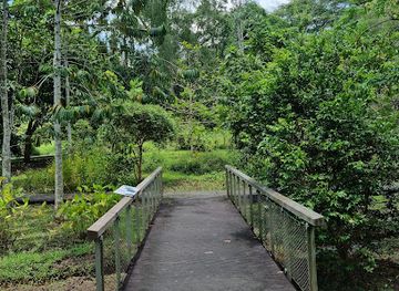 singapore/macritchie-reservoir/landmark/hanguana-trail