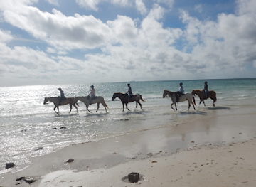 the-bahamas/lucaya/landmark/pinetree-stables