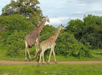 zambia/north-western-province/landmark/south-luangwa-national-park