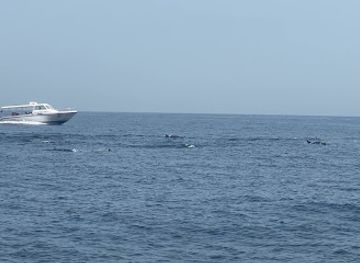 oman/muscat/landmark/dolphin-watch