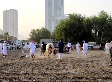 united-arab-emirates/fujairah-beach/landmark/bullfighting-fujairah