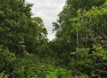 ireland/county-roscommon/landmark/the-old-bog-road
