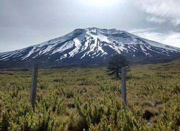 chile/temuco/landmark/reserva-nacional-malalcahuello