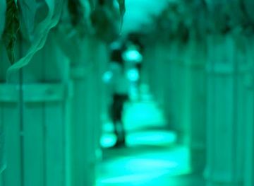 missouri/branson/landmark/the-mirror-maize