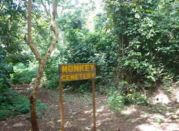 ghana/wli-nature-reserve/landmark/boabeng-fiema-monkey-sanctuary