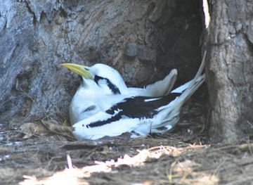 seychelles/bird-island/landmark/birding-seychelles