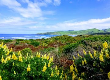 new-zealand/dunedin/landmark/victory-beach
