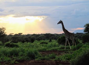 kenya/amboseli-national-park/landmark/selenkay-conservancy