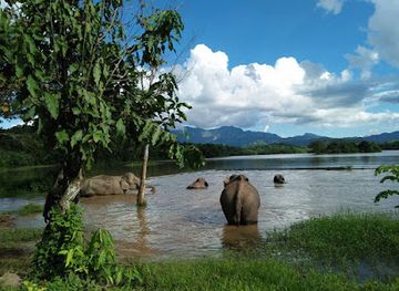 laos/sainyabuli-province/landmark/elephant-conservation-center-luang-prabang