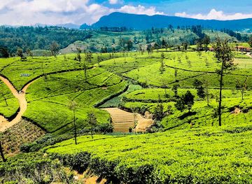 sri-lanka/nuwara-eliya/landmark/pedro-tea-estate