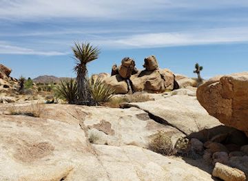 california/joshua-tree/landmark/desert-view-conservation-area