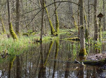 poland/kampinos-national-park/landmark/kampinos-forest