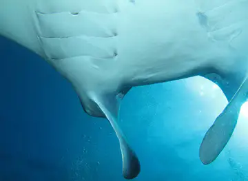 Hemisphere Sub Plongée