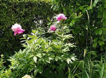 slovakia/trnava/landmark/kmetovo-namestie