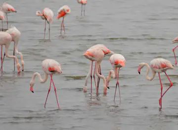 Flamingo Lagoon