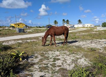 british-virgin-islands/anegada/landmark/cow-wreck