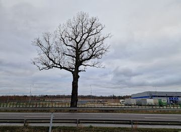 lithuania/aukstaitija/landmark/rykantai-oak